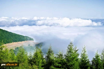 جنگل ابر شاهرود