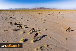 طرود مروارید کویر ایران