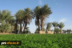 طرود مروارید کویر ایران